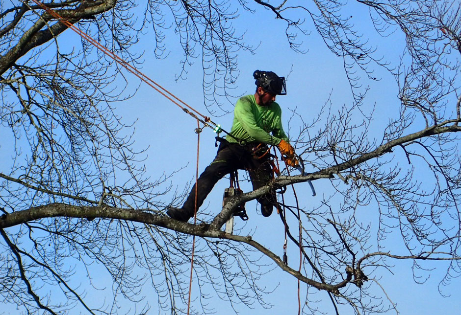 Tree Pruning in Charlotte, NC