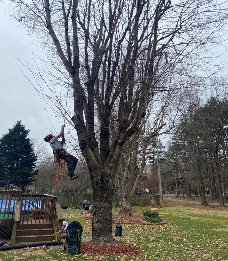 Tree Pruning in Mint Hill